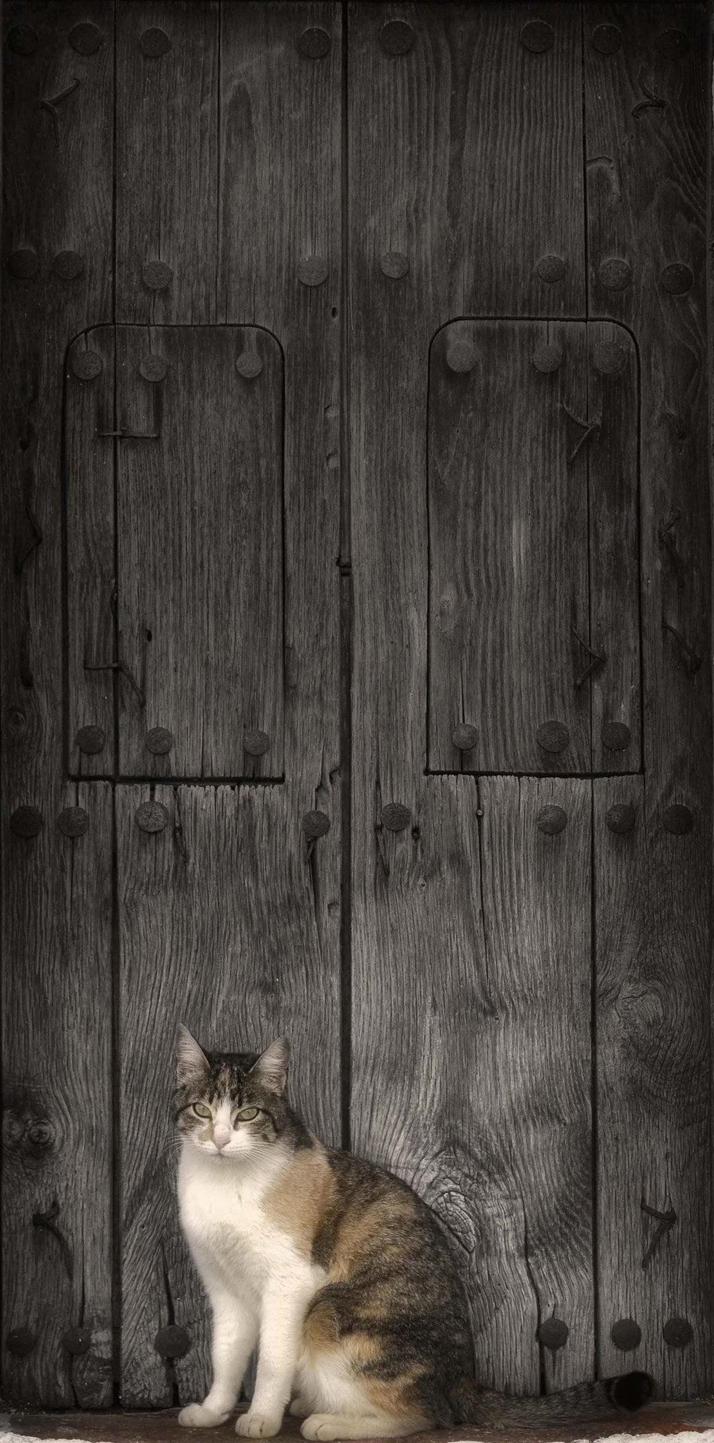 3D Gate Standing Cat 23 Door Mural